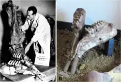 Tusked lower jaw of the Kaltensundheim specimen of "M." borsoni in an archive historical photo with real tusks (left) and a modern photo of the partially restored jaw with replica lower tusks (right)