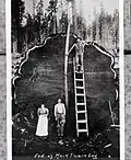 Diameter of Mark Twain Tree after it was cut