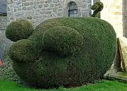 A topiary pig in Halton, Northumberland, England