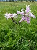 Fringed pink on the Faing lawn.