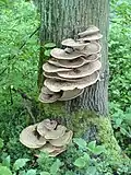 Shelf growing on tree