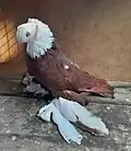 Red Blagodar
