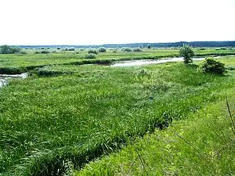 Floodplain swamps