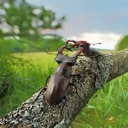 Two beetles fighting each other