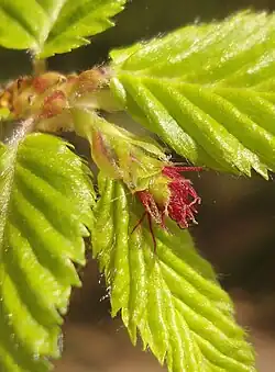 Female flower
