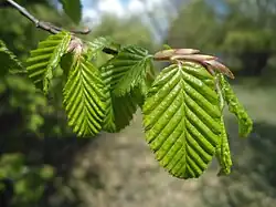 New leaves