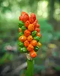 A. besserianum