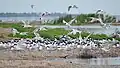 Breeding colony in Tuzly Lagoons National Nature Park, Ukraine