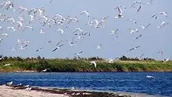 The migrating birds on the spit.