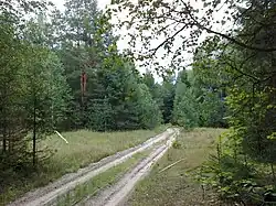 Forest in Khvastovichsky District