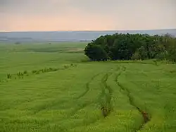 Flax field, Kochubeyevsky District