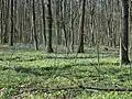 Worska Forest