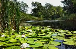 Lilies near Katerynivka, Dnipro Raion