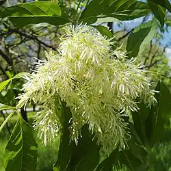 Inflorescence