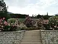 Oleander shrubs