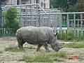 The white rhinoceros or square-lipped rhinoceros