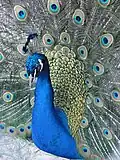 Indian peacock