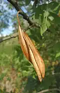 Dehiscent fruit