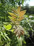 Young leaves