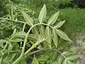 New leaves