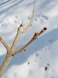 Stem