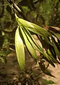 Fruit
