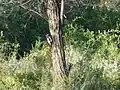 a pair of woodpeckers