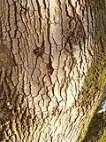Bark