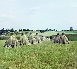 Gerbes de seigle en meulons, oblast de Vitebsk, Russie, 1912