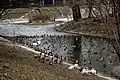 Bird pond