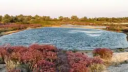 An example of the salt lakes near the center of the spit.