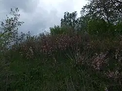 Thickets of steppe cherry, Sterlibashevsky District
