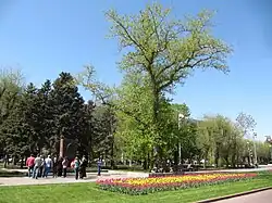 Poplar tree that survived the Battle of Stalingrad