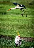 Yellow-Billed stork