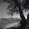Manara, 1947