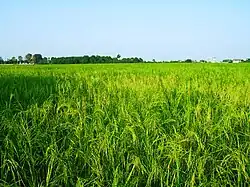 Rice Cultivation in Pareh Sar