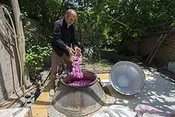 Pink rose blooms are poured into an outdoor pot still.