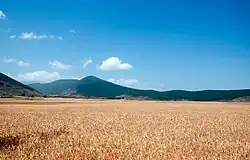 Wheat fields of the Lashkar Plain