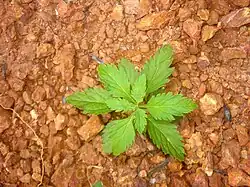 Scoparia dulcis