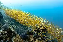 Yellowstripe scad at Ko Lanta