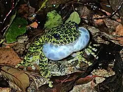 Odorrana splendida