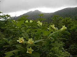 In Daisetsuzan National Park, Hokkaido