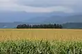Corn fields in Shimizu