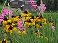 Rudbeckia with gladiolus in Japan