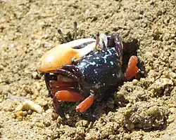 Gelasimus tetragonon copulation, Amami Island, Japan