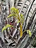 New branch growing from a leaf