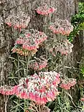 Kalanchoe × houghtonii
