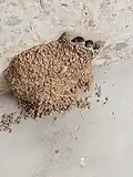 Two chicks still in the nest