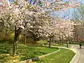 Spring in the park