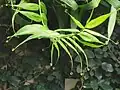 Tendrils: the holding part